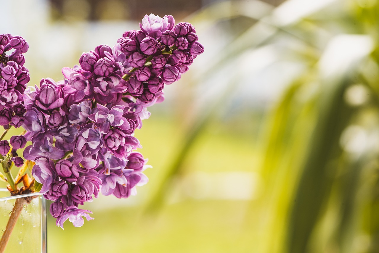 Conseils utiles pour faire pousser un beau lilas à la maison